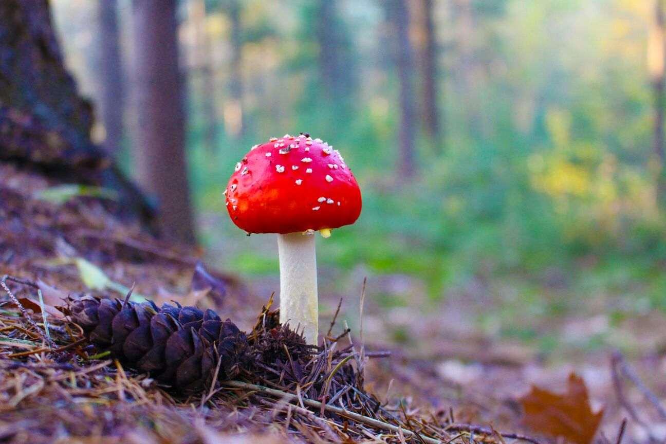 natuur