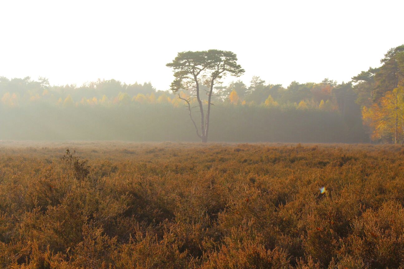 natuur2