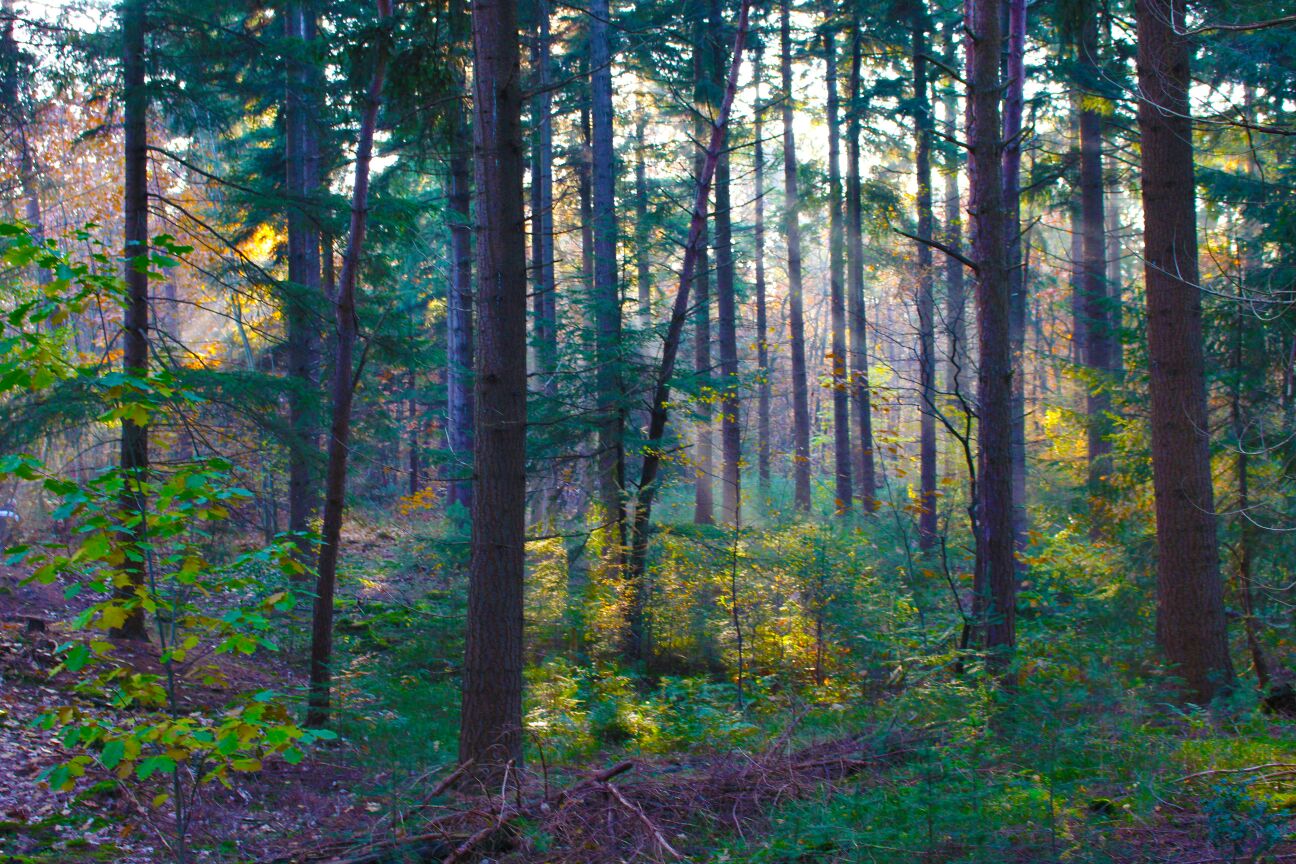 natuur3